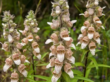 Ilustracja rośliny naparstnica wełnista