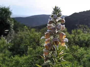 Naparstnica wełnista - zdjęcie 2