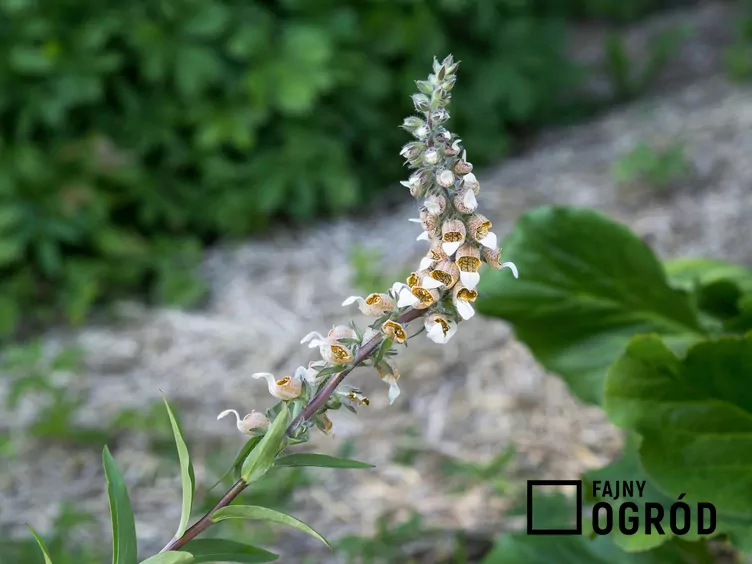 Naparstnica wełnista