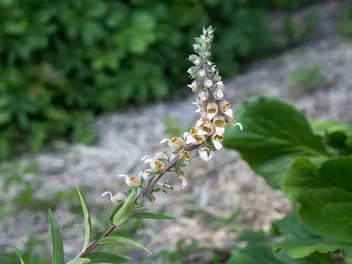 Naparstnica wełnista - zdjęcie 3