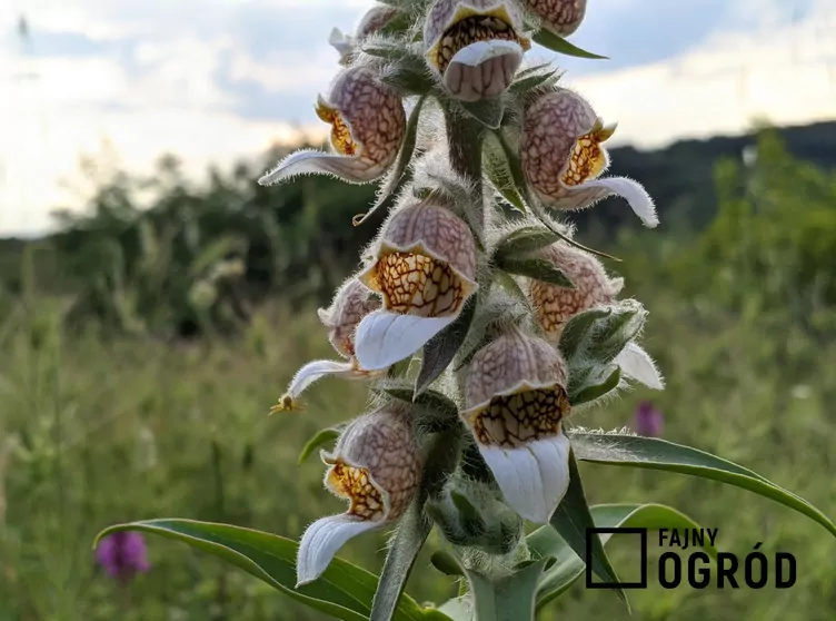 Naparstnica wełnista