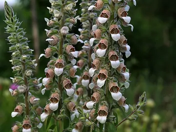 Naparstnica wełnista - zdjęcie 5