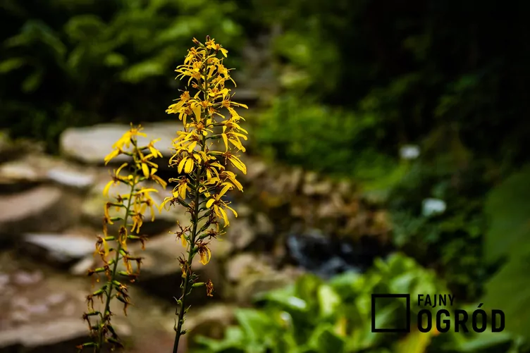 Języczka syberyjska