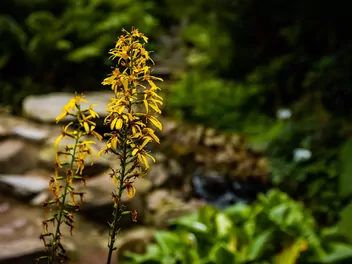 Języczka syberyjska - zdjęcie 2