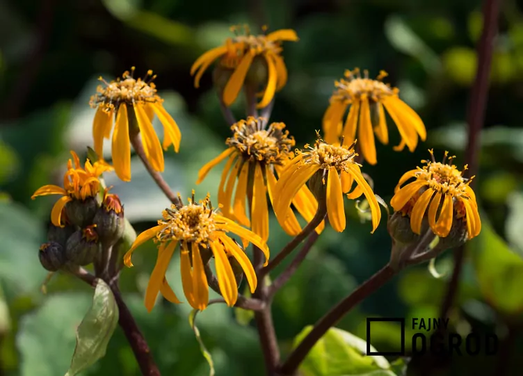 Języczka syberyjska