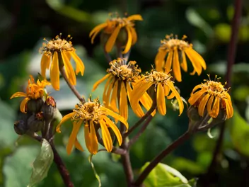 Języczka syberyjska - zdjęcie 3