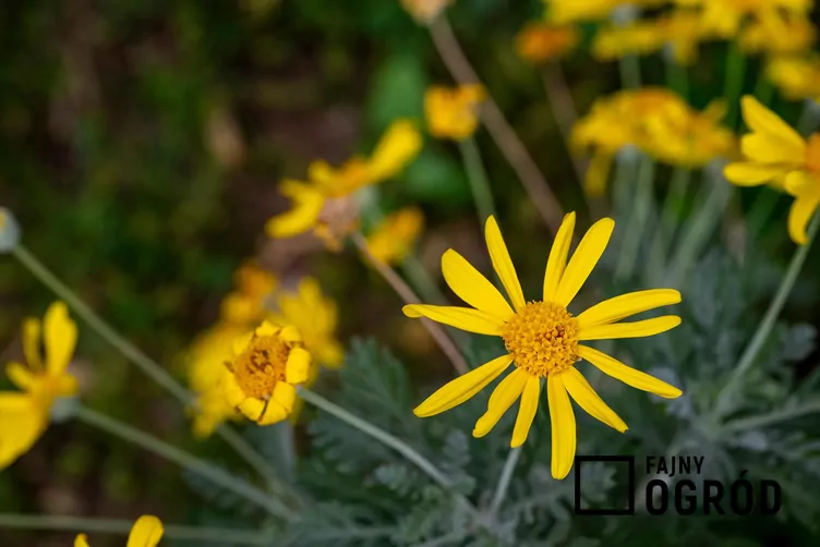 Języczka syberyjska - zdjęcie 5