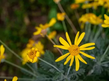 Języczka syberyjska - zdjęcie 5