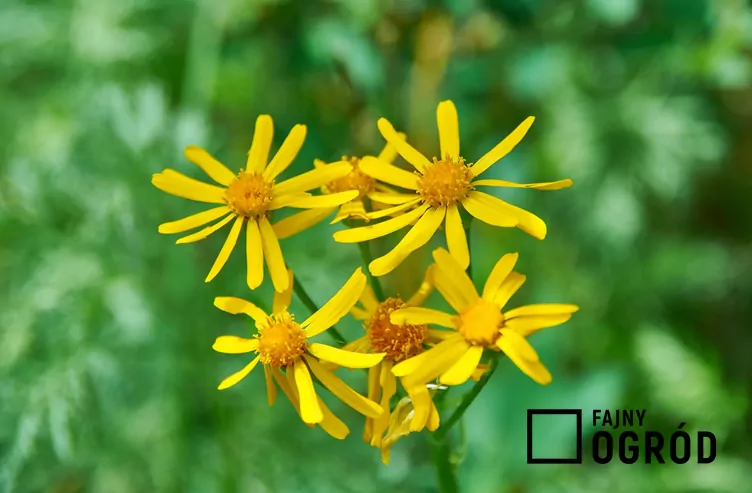 Języczka syberyjska