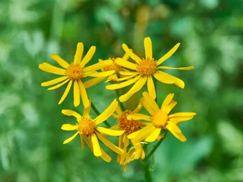 Ilustracja rośliny języczka syberyjska