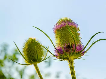 Ilustracja rośliny szczeć sukiennicza