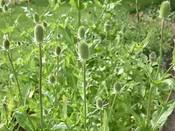 Szczeć sukiennicza - zdjęcie 2