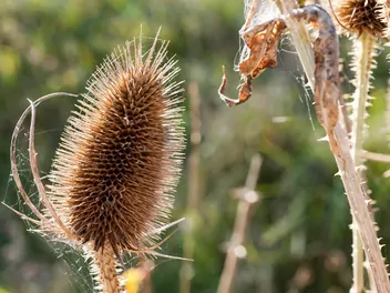 Szczeć sukiennicza - zdjęcie 3