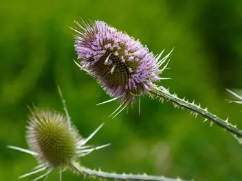 Szczeć sukiennicza - zdjęcie 4