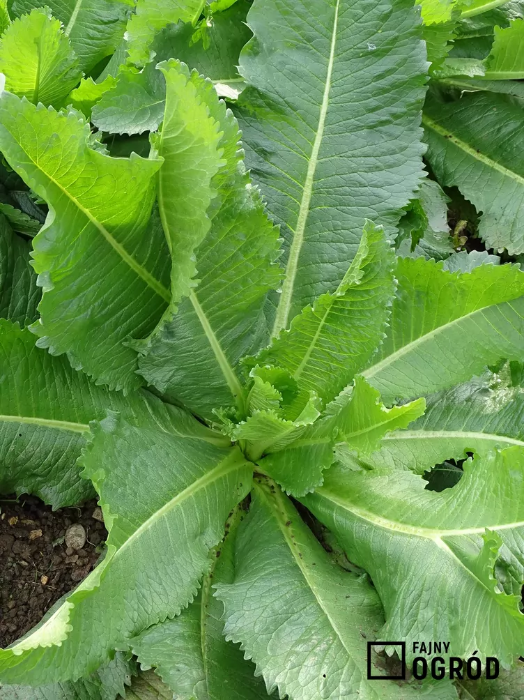 Szczeć sukiennicza - zdjęcie 5