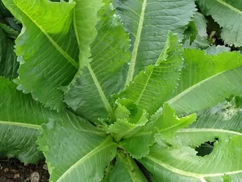 Szczeć sukiennicza - zdjęcie 5