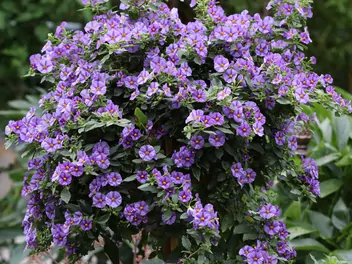 Ilustracja rośliny psianka rantonneta