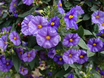 Psianka Rantonneta - zdjęcie 2