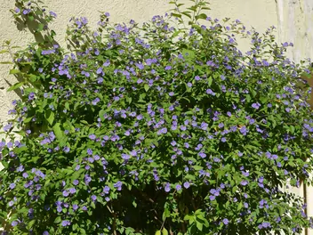 Psianka Rantonneta - zdjęcie 3