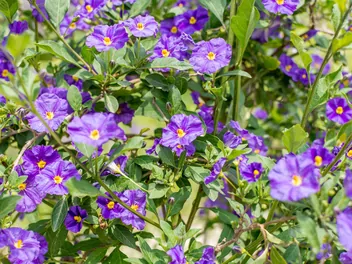 Psianka Rantonneta - zdjęcie 4