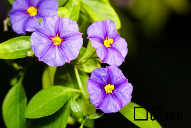 Psianka Rantonneta - zdjęcie 5