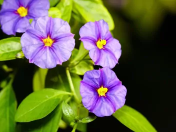 Psianka Rantonneta - zdjęcie 5