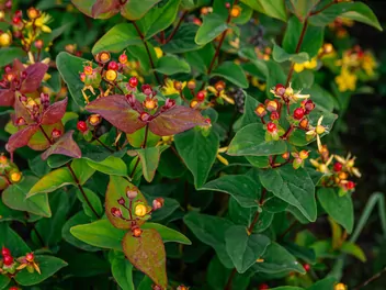 Dziurawiec barwierski - zdjęcie 2