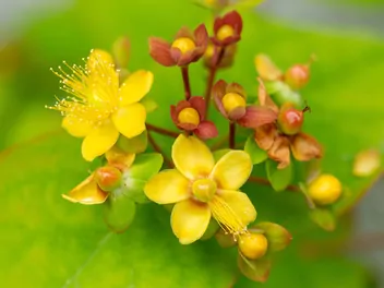 Dziurawiec barwierski - zdjęcie 3