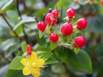 Dziurawiec barwierski - zdjęcie 4