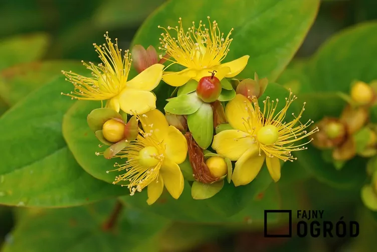 Dziurawiec barwierski - zdjęcie 5