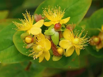 Dziurawiec barwierski - zdjęcie 5