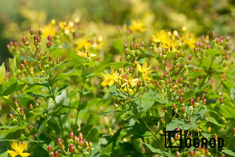 Dziurawiec barwierski