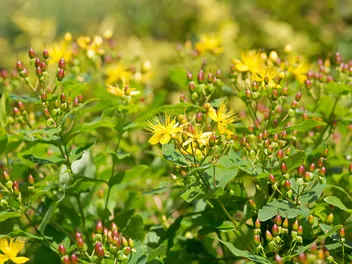 Ilustracja rośliny dziurawiec barwierski