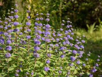 Barbula szara - zdjęcie 2