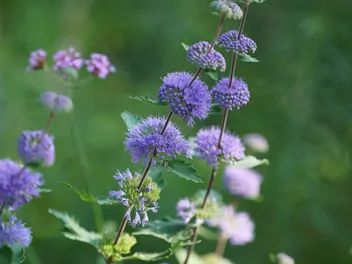 Barbula szara - zdjęcie 3