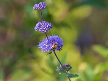 Barbula szara - zdjęcie 4