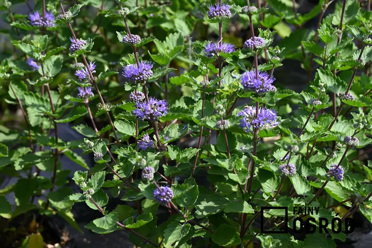 Barbula szara - zdjęcie 5