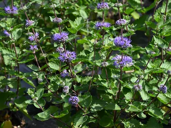 Barbula szara - zdjęcie 5