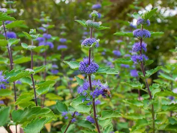 Ilustracja rośliny barbula szara