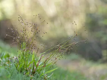 Kosmatka owłosiona - zdjęcie 2