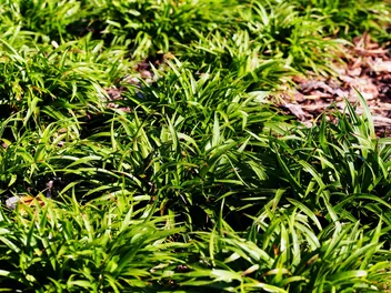 Kosmatka owłosiona - zdjęcie 3