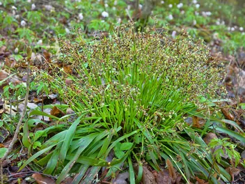 Kosmatka owłosiona - zdjęcie 4