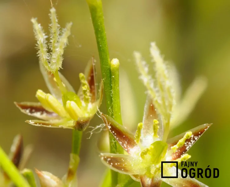 Kosmatka owłosiona - zdjęcie 5