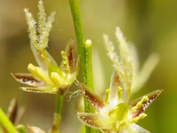 Kosmatka owłosiona - zdjęcie 5