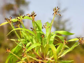 Ilustracja rośliny kosmatka owłosiona