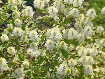 Fotergilla większa - zdjęcie 3