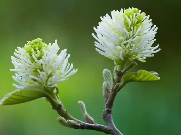 Fotergilla większa - zdjęcie 4