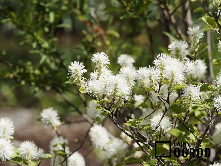 Fotergilla większa - zdjęcie 5