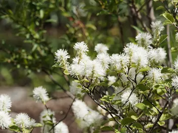 Fotergilla większa - zdjęcie 5