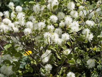 Ilustracja rośliny fotergilla większa